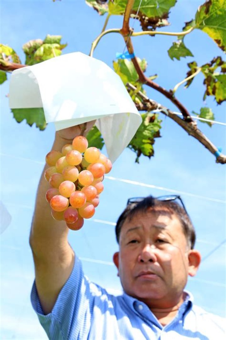 ぶどうさわー 糧パス ヒントのイメージ