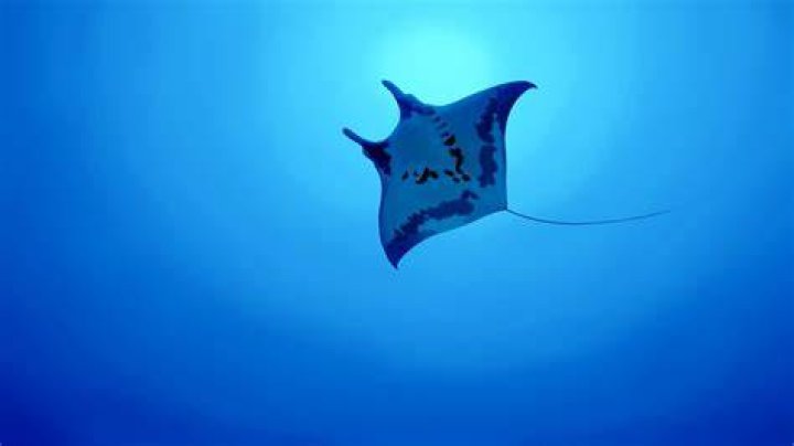 全国統一高校生テストの結果票や復習イメージ